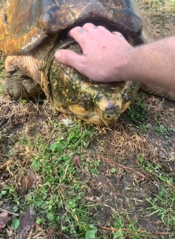 Las tortugas caimán son mayormente