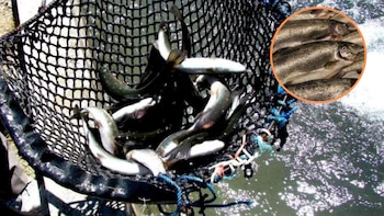 Oleaje en el lago Titicaca afecta crianza de truchas y genera riesgo de escasez en mercados de Puno, Cusco, Arequipa y Lima