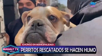 Magaly Medina cuestiona destino de perros rescatados en SJM: “¿Cómo estar seguros que no han caído nuevamente en manos inescrupulosas? Captura: Magaly TV La Firme.