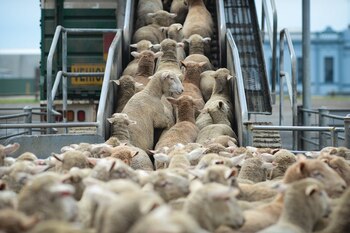 El sufrimiento de los animales que se crían para consumo humano será inconcebible en el porvenir. (Jo-Anne McArthur)