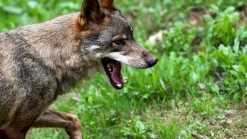 Un centenar de lobos murieron