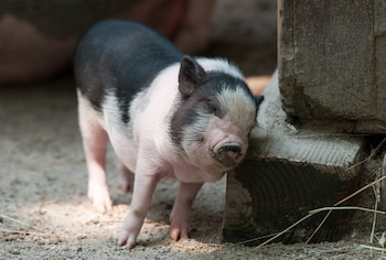 Imagen de archivo de un cerdo vietnamita. (Eric Kilby/Wikimedia Commons)