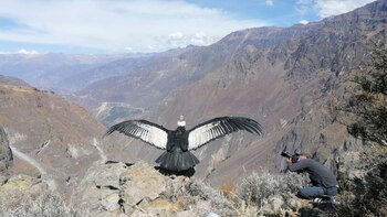 Animales sagrados en el antiguo