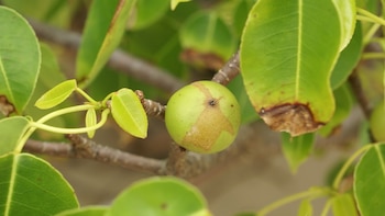 Una Hippomane mancinella (manzanillo) en Cabo Blanca, Nicoya Peninsula, Costa Rica (Wikimedia Commons)