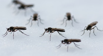 Primer plano de siete moscas de la nieve de cuerpo oscuro y patas largas sobre una superficie nevada blanca. Algunas están enfocadas, otras desenfocadas.