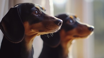 La Justicia confirmó una condena