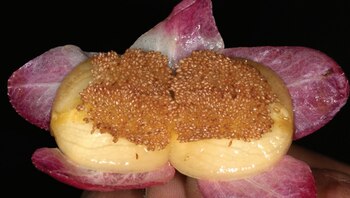 Impresionante planta trepadora es hallada