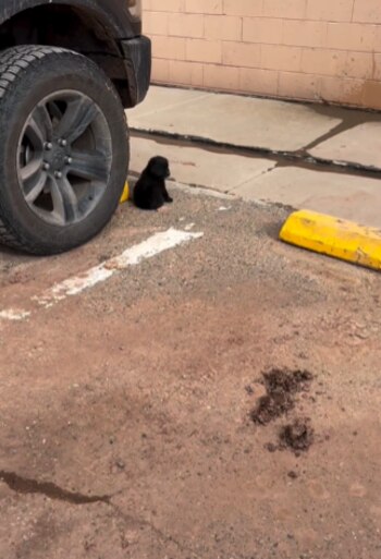 Tras su rescate, Ace demostró