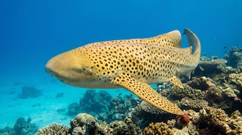 Un tiburón cebra de piel manchada nada sobre un arrecife de coral en el fondo marino.