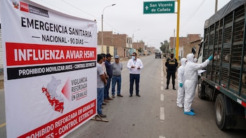 Nuevo brote de la Gripe aviar H5N1 en Perú: por qué el SENASA declaró emergencia sanitaria y lo que debes saber de esta enfermedad