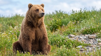 Un oso pardo de pelaje marrón oscuro sentado en un campo de hierba verde, flores silvestres de varios colores y rocas. El cielo es azul con nubes.