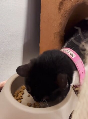 Debido a que le encanta