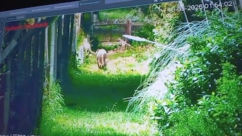 Puma en Escobar
