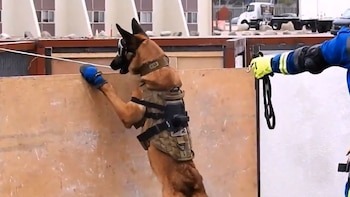 Los caninos tienen habilidades para