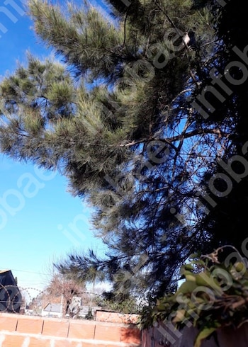 Invasión de ramas, grietas en un tapial y un juicio entre vecinos: la Justicia obliga a una mujer a podar árboles y plantas