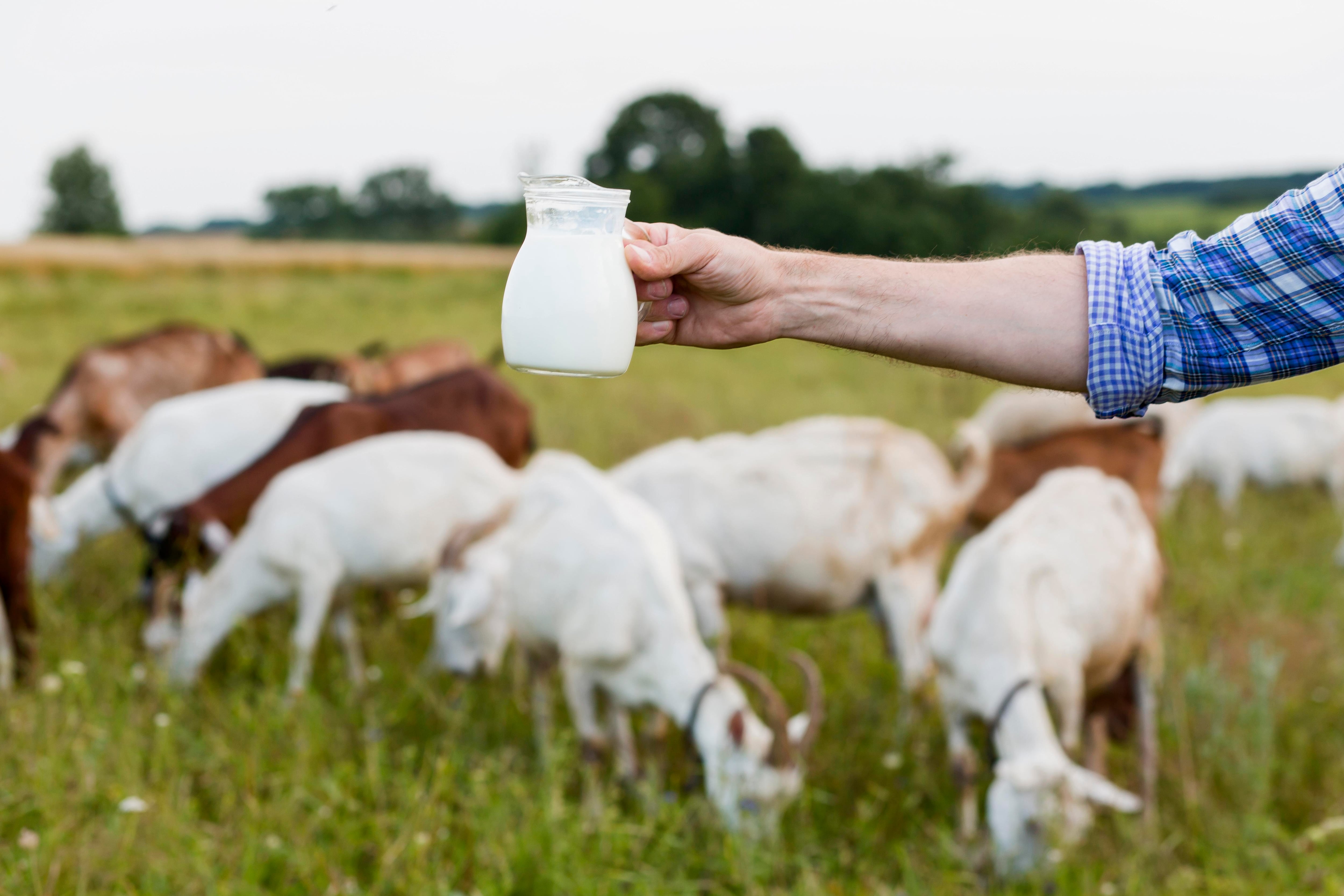 El consumo de leche cruda expone a bacterias peligrosas como Escherichia coli, Salmonella y Listeria, sin aportar beneficios frente a la leche pasteurizada (Freepik)
