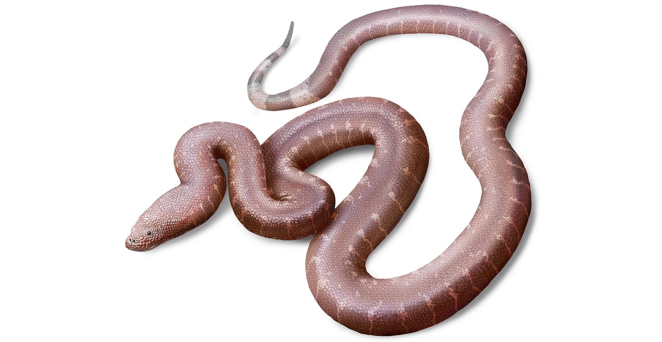 El hallazgo de Paradoxophidion richardoweni en Inglaterra amplía el conocimiento sobre la evolución de las serpientes fósiles del Eoceno - ( Jaime Chirinos)