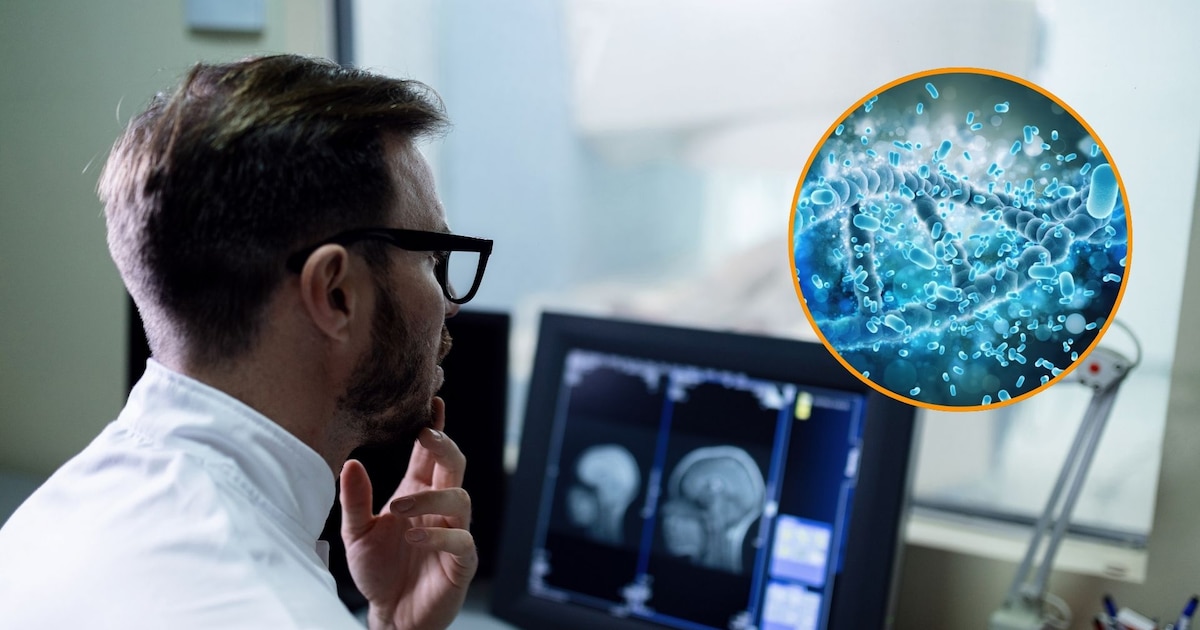 Imagen ilustrativa del eje intestino-cerebro que acompaña la nota de Infobae sobre el estudio.
