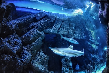 El 20% de los ataques