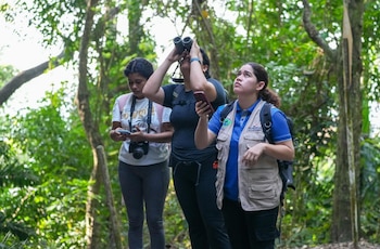 En 2025 Panamá alcanzó el primer lugar en Centroamérica, con un total de 771 especies avistadas. MiAmbiente