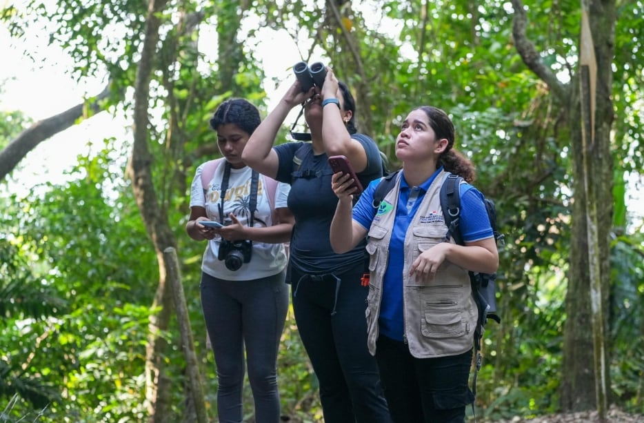 En 2025 Panamá alcanzó el primer lugar en Centroamérica, con un total de 771 especies avistadas. MiAmbiente