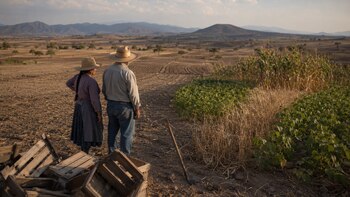 La reducción en la siembra de maíz, trigo y frijol amenaza la producción nacional y el empleo de millones de jornaleros agrícolas en México, advirtió la UNTA