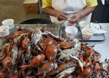 Mujer picando cangrejos en W.T. Ruark Seafood Co en Hoopers Island, Maryland. (Getty Images)