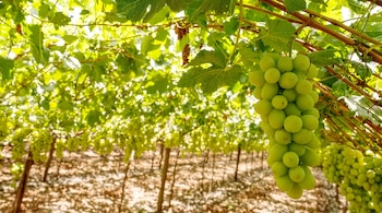 Un racimo de uvas verdes cuelga de una parra entre hojas verdes y sol en un viñedo con más racimos al fondo