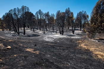 Estado del terreno tras el paso del incendio, a 24 de julio de 2026, en Almorox, Toledo, Castilla-La Mancha (España). (Europa Press)
Gabri Solera / Europa Press
24 JULIO 2026;FUEGO;INCENDIO;HUMO;COLUMNA DE HUMO;EVACUADOS;CLM;DISPOSITIVO;OPERATIVO;LLAMARADA;LLAMA;RESCOLDOS;ALMOROX;TOLEDO
24/7/2026