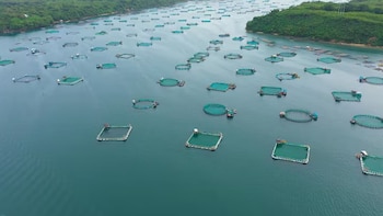Tierra del Fuego se diversifica: