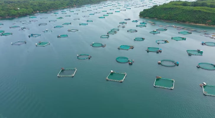 Las autoridades de Tierra del Fuego proyectan que la acuicultura permitirá nuevos empleos, producción de alimentos y desarrollo exportador (Freepik)