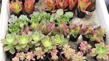 Entre el 7% y el 16% de las especies de plantas analizadas en un nuevo estudio podría extinguirse en 2100