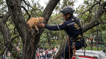 Un rescatista profesional con casco y arnés está en un árbol, alcanzando a un gato naranja que se encuentra entre las ramas. Se ve gente observando abajo.