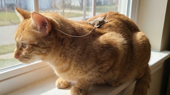 Gato atigrado naranja sentado en el alféizar de una ventana con un dispositivo médico sujeto a su lomo y un tubo fino que se extiende hasta su oreja.