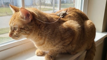 Día Mundial del Veterinario: la profesión que podría prevenir más de 2 millones de muertes humanas al año