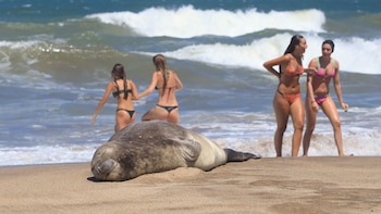 “Cejitas” y “Margarita” conquistan las