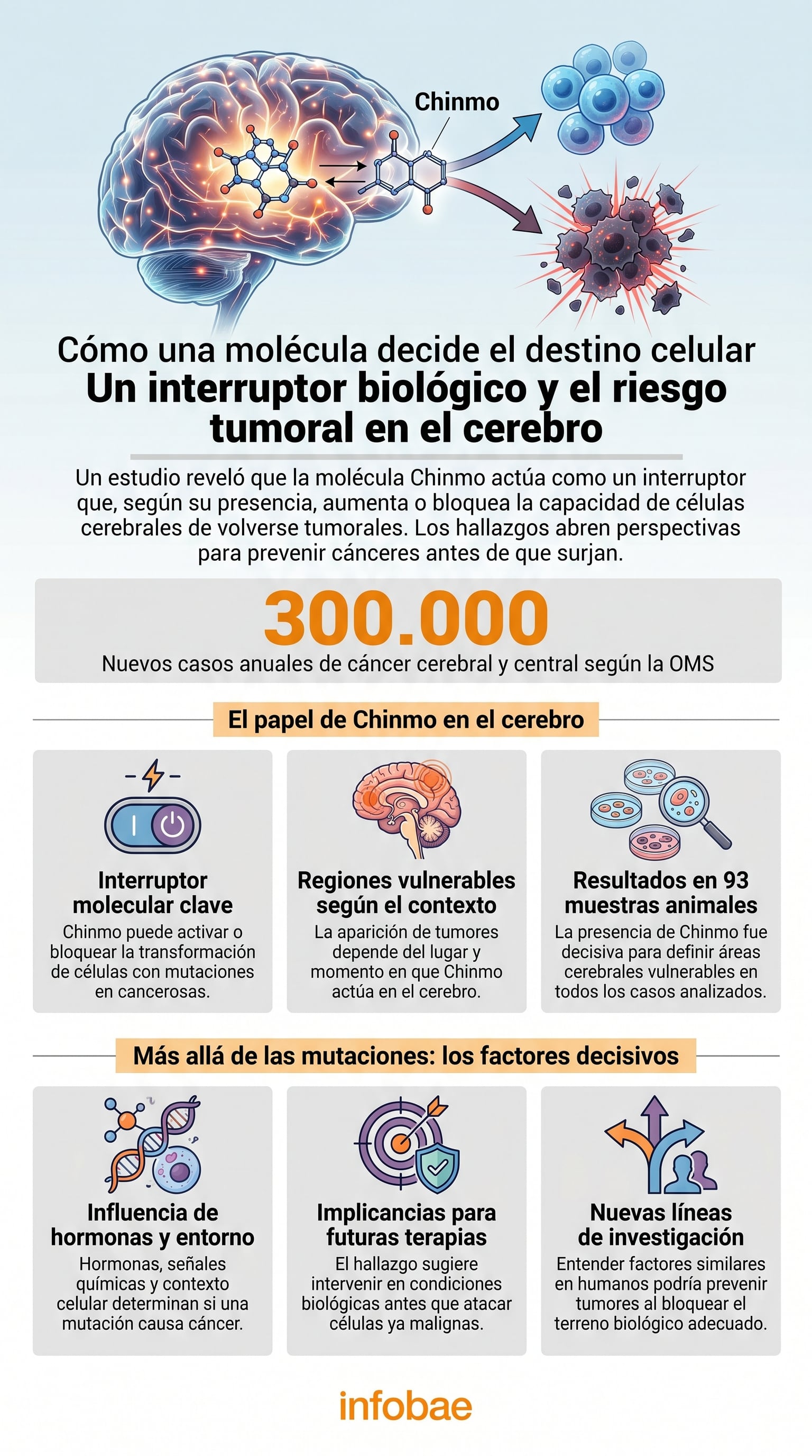 La investigación publicada en PNAS revela que la presencia de Chinmo define qué áreas del cerebro pueden desarrollar tumores, incluso con mutaciones genéticas similares (Imagen Ilustrativa Infobae)