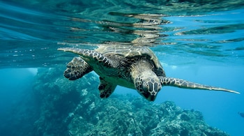 Día Mundial de los Océanos - Océanos – Perú – noticias – 8 junio