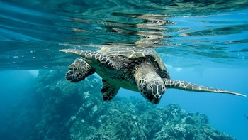 Día Mundial de los Océanos: la fecha que busca alertar sobre la contaminación, la acidificación y la sobrepesca