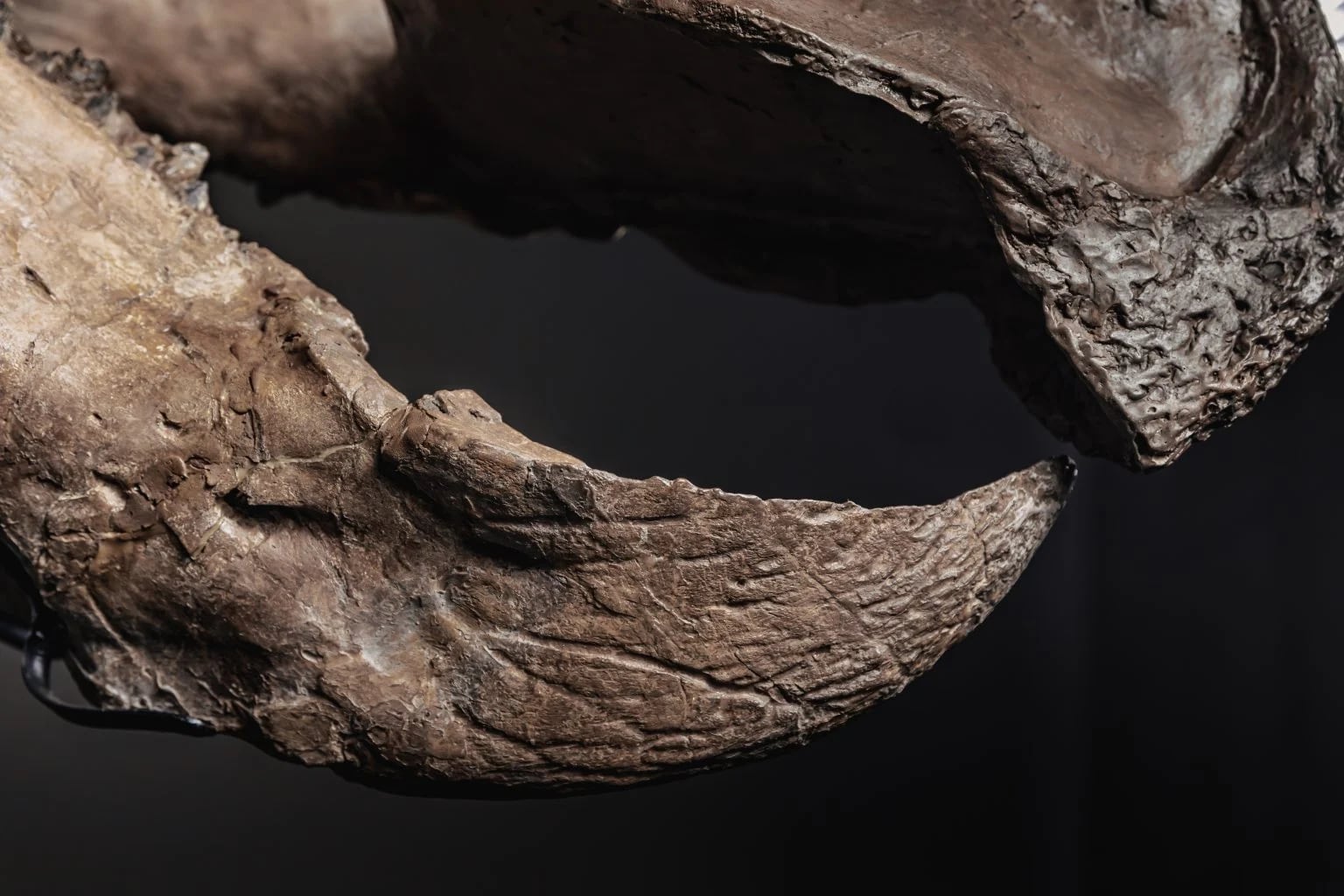 El esqueleto de Triceratops de 66 millones de años genera interés mundial