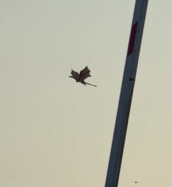 Vecinos de Glasgow grabaron un dragón sobrevolando la ciudad durante la madrugada