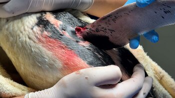 rescate pingüinos Fundación Mundo Marino