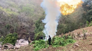 Fuerzas federales destruyeron dos plantíos