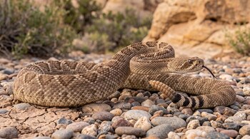 Serpiente de cascabel enroscada en un suelo de piedras con la lengua fuera y el cascabel erguido.