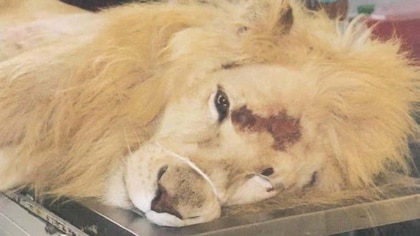 León muere en zoológico de Yucatán por golpe de calor