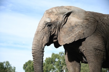 El hábitat de los elefantes