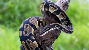 Así fue el rescate de