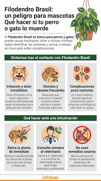 Infografía con una maceta de Filodendro Brasil, ilustraciones de un perro, un gato y un veterinario, e instrucciones sobre la planta tóxica.