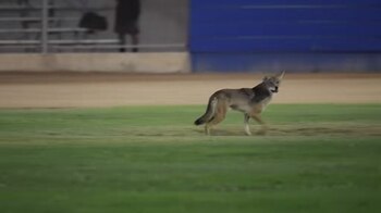 Visitantes de parques urbanos solicitan mayor seguridad y control ante la presencia de fauna silvestre. (Crédito: TikTok / @planelord)