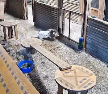 Dos cabras enanas, una blanca y negra y otra oscura, juegan en un corral con suelo de heno y estructuras de madera, incluyendo mesas y una rampa